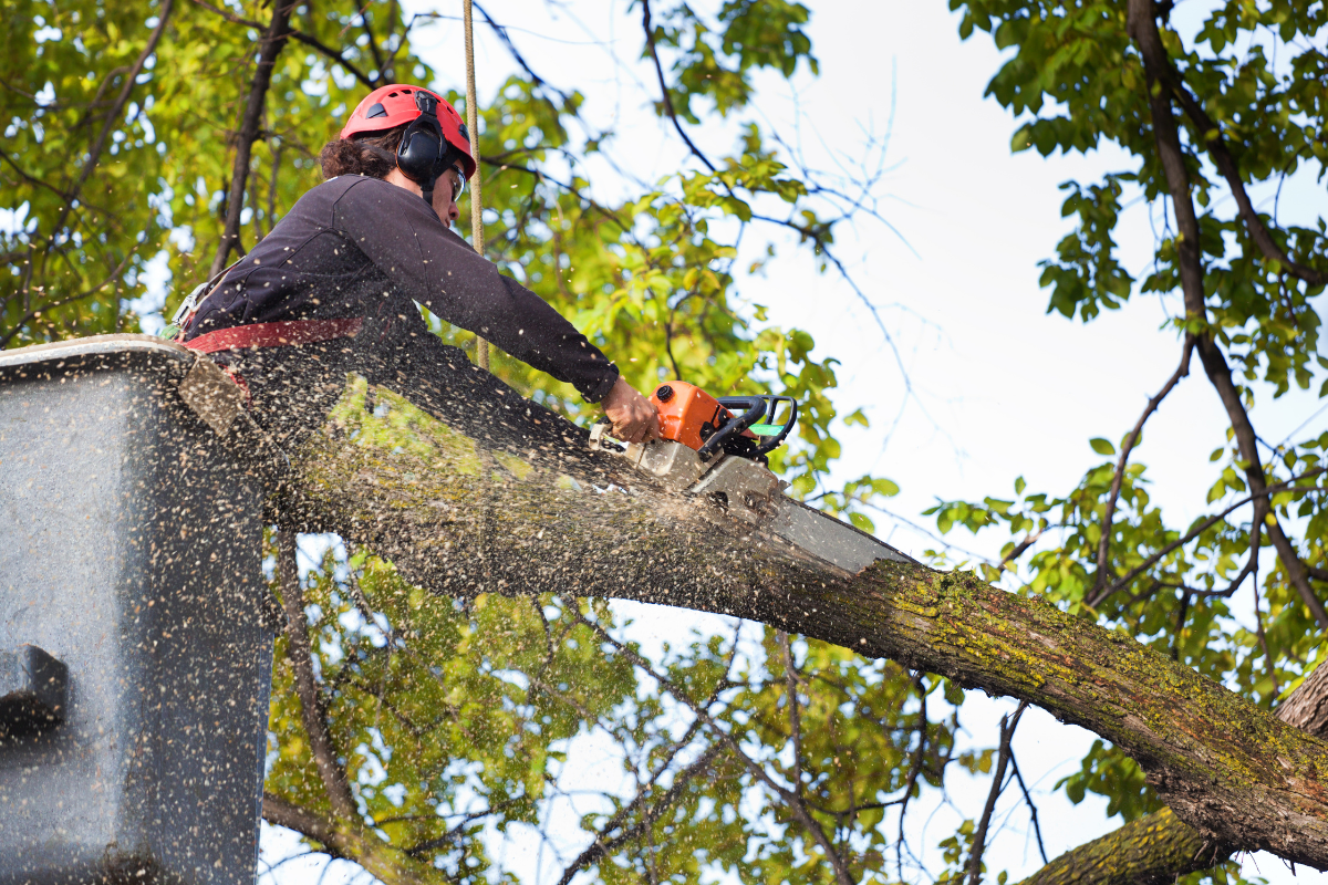 tree service in fontana, ca